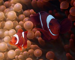 Mother and child. Or is it, father and son? Indonesia wit... by Michael Canzoniero 